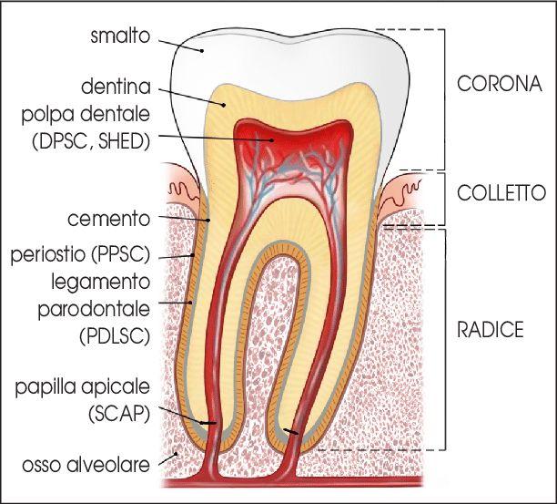 vista in sezione di un dente con tutte le sue parti interne