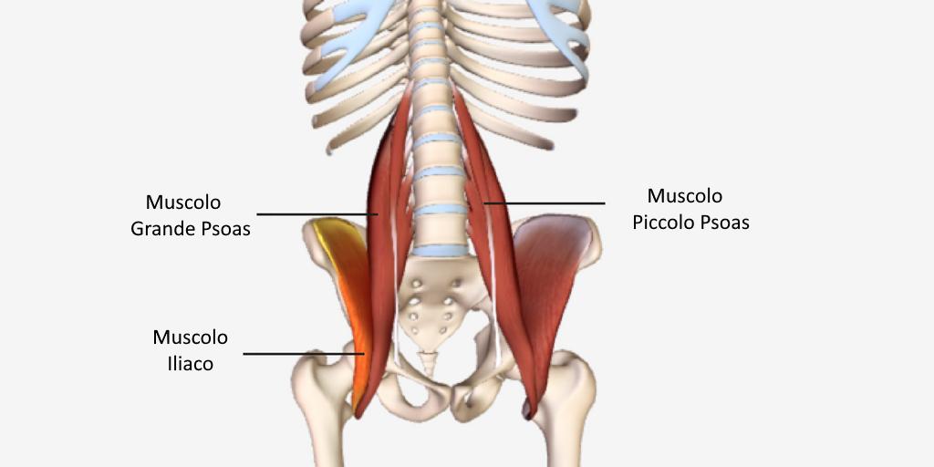 Il Muscolo Ileo Psoas Cosa E Sintomi Rimedi Ed Esercizi Di Stretching Contro Il Dolore Intenso - somos novios mi primer beso roblox rolplay youtube