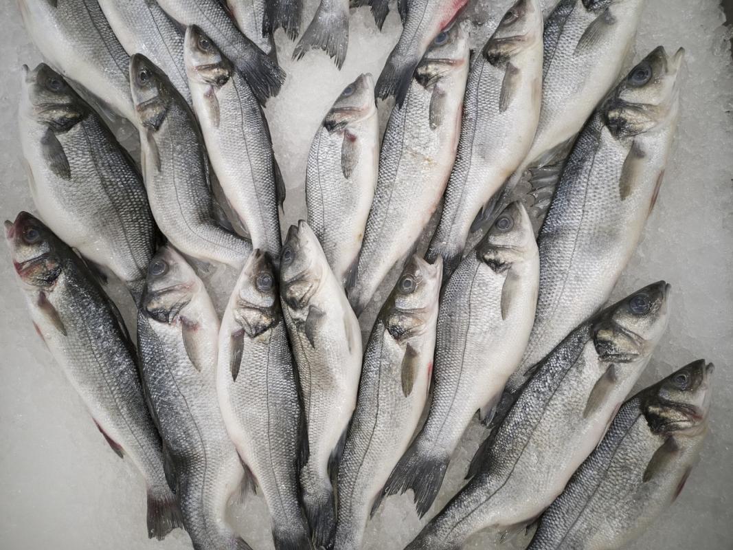 pesce azzurro che contiene omega 3