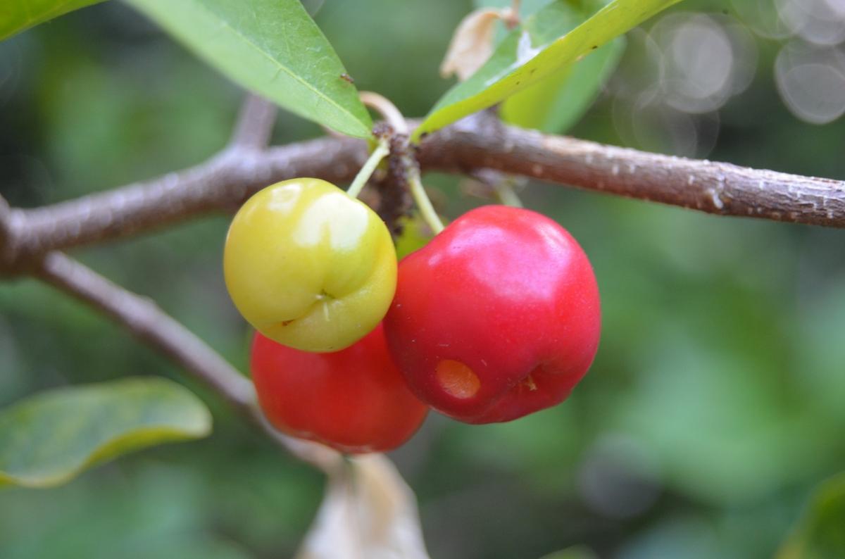 
Immagine che mostra tre frutti di Acerola attaccati ad un ramo