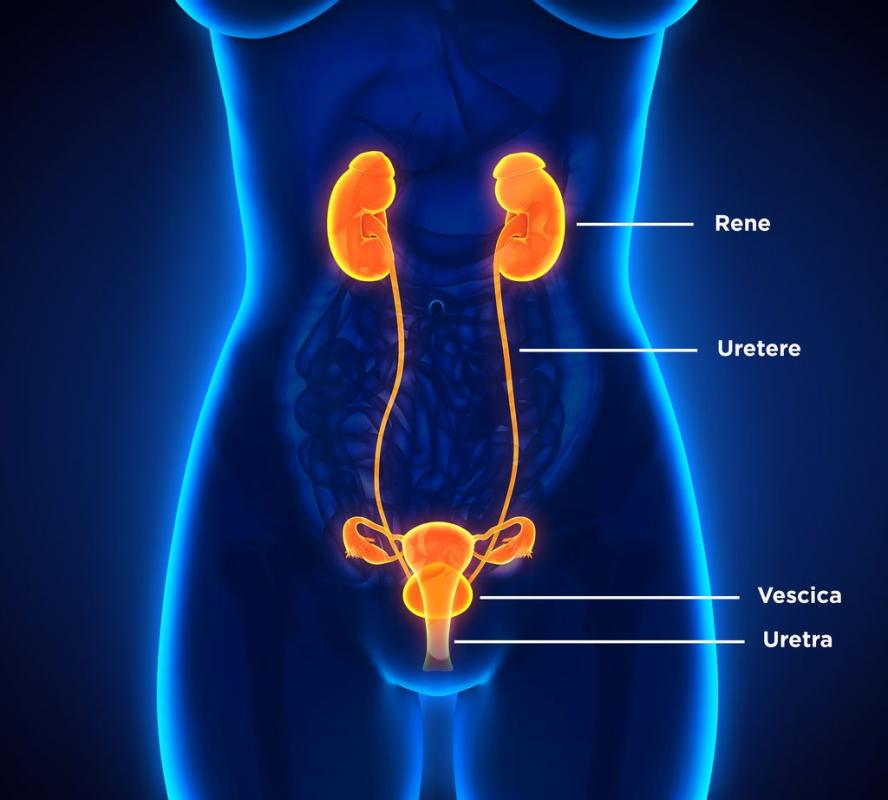 immagine dell'apparato urinario in evidenzia le zone potenzialmente soggette ad infezione