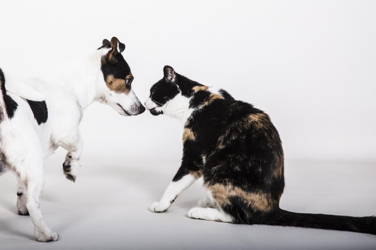 Prodotti Veterinari